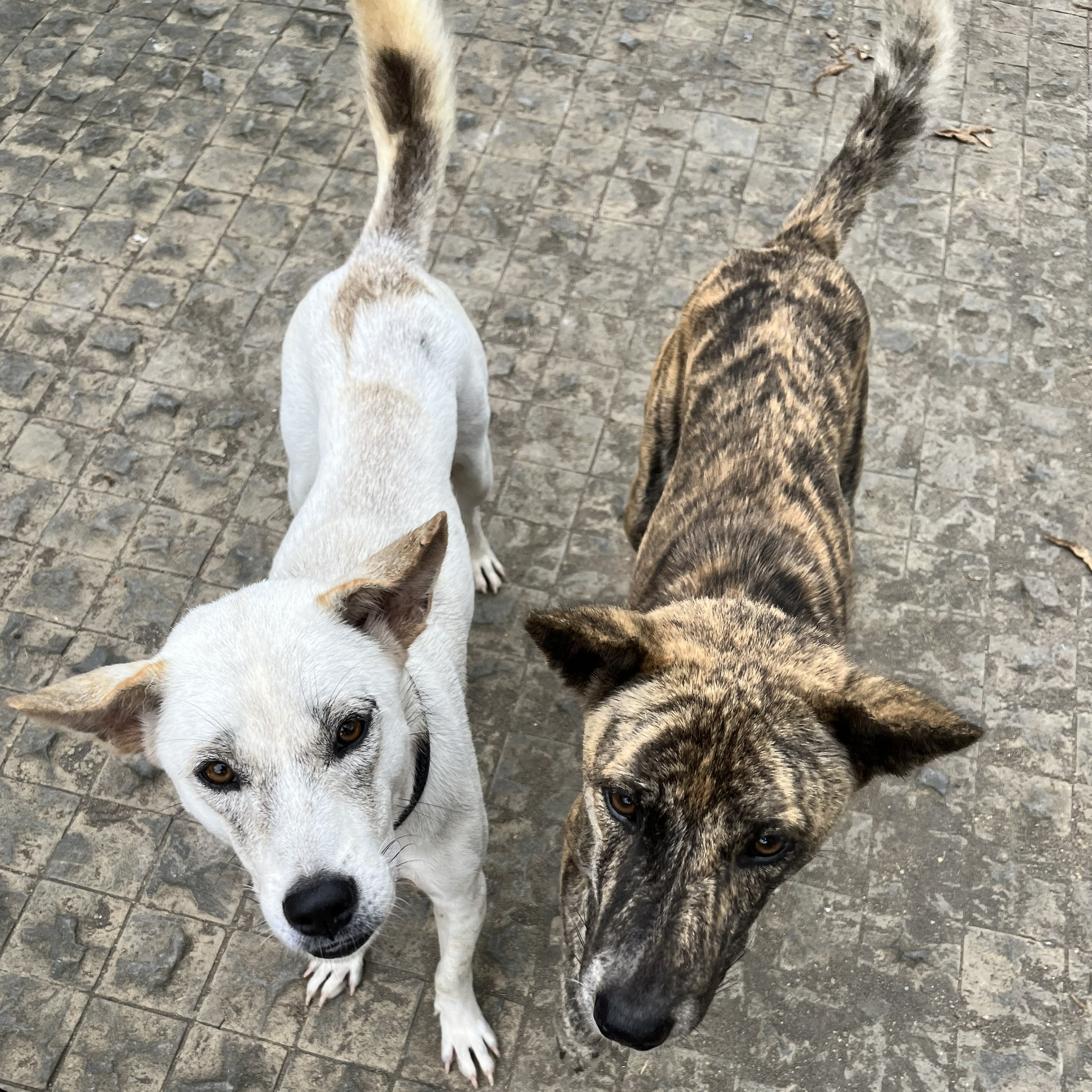 Dogs cared for by The B.A.R.N. network